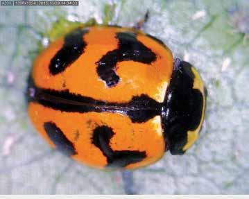 4 Predatory beetles ladybirds (large) Ladybirds are probably the most recognisable beneficial insect in grain crops.