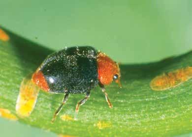 4 Predatory beetles ladybirds (small) Adults of the mealybug ladybird Cryptolaemus montrouzieri (.