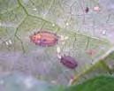 Adults of the minute two-spotted ladybird (Diomus notescens) are only.5mm long and are black with two red spots.