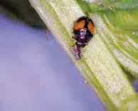 ladybird are greyish and oval-shaped with a fringe along the edge of their bodies.