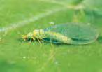 Green lacewing larvae are stout and camouflage themselves with the bodies of their prey. Brown lacewing larvae are elongated, and do not camouflage themselves.