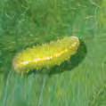 Larvae are greenish (up to 8mm) and maggot-like, and some species are can be confused with grass blue butterfly larvae.