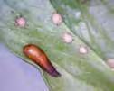 To find larvae, look carefully in colonies of aphids. Tear-shaped pupae may be found adhering to leaves. Adults are not predatory.