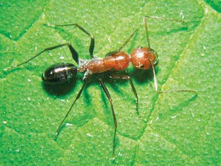 Ants Ants are usually several millimetres long, with biting mouthparts and a very narrow waist.