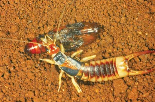 Predatory (native) earwigs Predatory earwigs are reddish-brown with a darker abdomen and pincers. They are widespread and feed on leaf litter as well as attacking other insects.