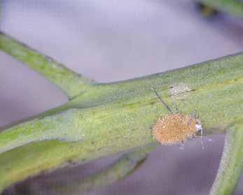 Pathogens fungi Fungi can infect a range of insects through naturally occurring outbreaks (epizootics).