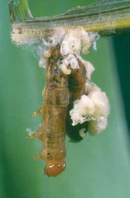 4 Wasp parasitoids of caterpillars gregarious Parasitism by another group of small ( mm) wasps results in caterpillars dying prior to pupation as scores of tiny wasp larvae emerge from and pupate on