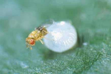 1 Wasp parasitoids of eggs caterpillars and bugs Egg parasitoids are usually about 0.5mm long.