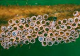 Trichogramma and Telenomus lay their eggs into caterpillar eggs, killing the developing larvae.