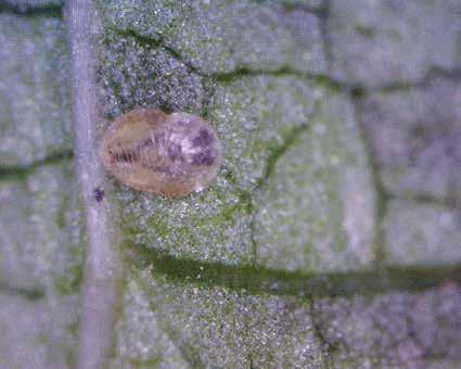 Wasp parasitoids of whitefly (greenhouse and silverleaf) Eretmocerus sp. and Encarsia sp. attack whitefly nymphs.