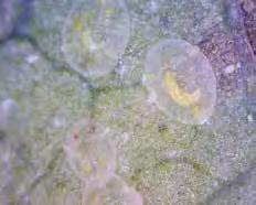 Adult whitefly do not emerge from nymphs that are parasitised, so parasitoid activity can significantly reduce the rate of