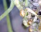 During this period, it is easy to underestimate the potential impact of the aphid parasitoids.