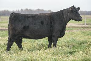 11 Shatto 35 Female Calved: 2007 SIRE: QUICK FIX DAM: MA X AN Bred to calve 3/23 to I Believe Another stout producer that is bred for a quick pay