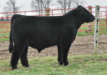 Lot 16 16 GOF Easy Glide 031B A maternal sister to Lot 16 MaineTainer Bull Calved: January 15, 2014 SIRE: HARD WHISKEY DAM: BPF COUNTESS 413X (MONOPOLY X HARD CORE) BW: 84 lbs THF/PHAF Selling full