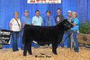 This complete and powerful MaineTainer bull calf is by the 2013 National Western sensation, Hard Whiskey, and out of BPF Countess 413X, the dam of Green Oak s 2013 AJMAA NJHS Champion Bred & Owned