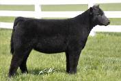 Siblings to this bull include the $12,500 top seller of the 2014 Green Oak Private Treaty Sale where a full sister also sold for $7,500 plus others at $5,500 and $4,500.