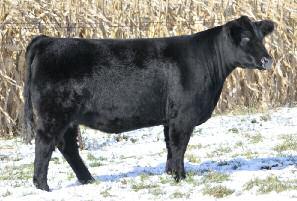 Her dam was the high-seller of our 2011 Winners Circle Sale when Campbellco, OH, selected one-half interest in her and she has since produced a string of top calves including a $42,000 son by Believe