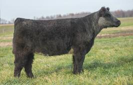 34 Shatto 413 A full sister to Lot 34 Lot 34 Female Calved: 2013 SIRE: UNSTOPPABLE DAM: RFRC ASPEN 602 (CF TRUMP X DOUBLE STUFF) Tested THC/PHAF AI 5/25 to Rumor Mill PE to Mercedes Benz son