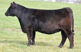 This heifer is the product of a deep flush and she got the best combination of look, stoutness, and potential in the entire lot.