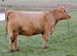 43 WB 192 50% Simmental Female pending Calved: Spring 2013 SIRE: ALIAS DAM: PB SIMMENTAL Bred to calve 1/21 to Carpe Diem You need to see and try this one to really appreciate her.