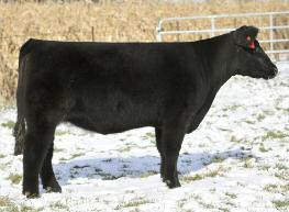 49 GOET 148 Female Calved: March 2013 SIRE: I-80 DAM: SP THE ANSWER X DOCTOR WHO Bred to calve 2/27 to Frisky Whiskey The first calf from a female purchased in the 2012 Winners Circle Sale, this is