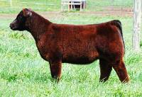 Soehnlen Cattle Company, OH, selected an impressive maternal sister to this heifer a year ago for $9,000 and another brought $8,000 this fall; this cow is super consistent.