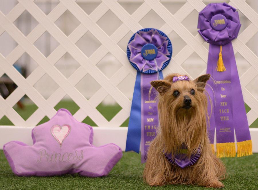 Dee Farrell is extremely pleased to announce that Princess Pebbles O Farrell earned her fifth Championship title from the Teacup Dogs Agility Association on March 20, 2016, at the B&D Creekside