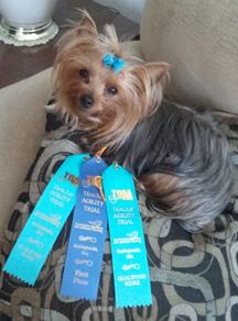 Lia took 1st place in intermediate standard and Qualified in superior agility games.