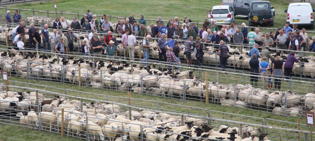 Bb A Field Sale of Store Lambs & Theaves Wednesday 1 st August 2018 At Stratford Livestock