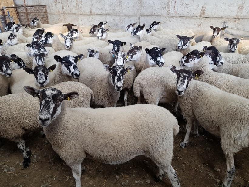 SHEARLING EWES Pens 801-810 Entries received after cataloguing Mr F Hobson Pen 811-813 21 x Texel Mule Shearlings Mr A Davies Pen 814 3 x Pedigree Suffolk Shearling Ewes Mr TA Williams Pens 815-816