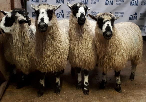 Wednesday 26 th September 2018 EVENING SALE- 4146 FORWARD CAST SHEEP- 1318 FORWARD BREED TOP FROM BFL Ctl Suf Mule Mas Hrd 90.00 East Mains, Newbigging 100.