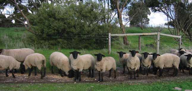 BRECHINRIDGE SUFFOLKS The Brechinridge Stud was started in 1987 with 10 ewes and a ram from Ron and Majory Watt s Suffolk stud Brookhill at Wangaratta, Victoria, started 25 years previously.