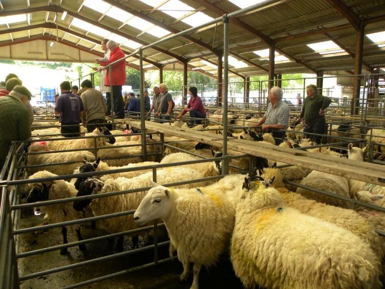 LLANYBYDDER MART EVERY MONDAY- Sale of Cull Ewes, Fat Lambs, Ewe and Lamb Couples from 10am.