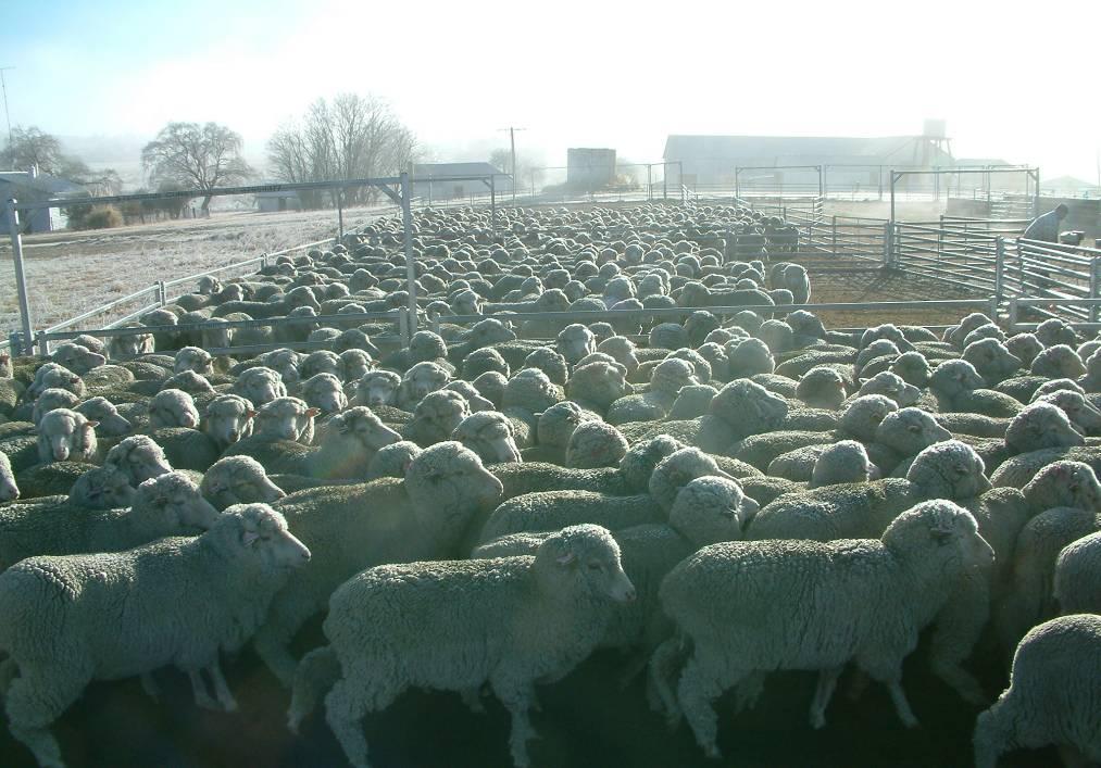 CRC for Sheep Industry Innovation 2007 2019 (Sheep CRC) Large team of people involved.