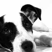 Veterinary For Otic Use in Dogs Only CAUTION: Federal law restricts this drug to use by or on the order of a licensed veterinarian. Keep this and all drugs out of the reach of children.