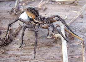 other causes including infectious, inflammatory, vascular and neoplastic conditions. Figure 8. Black house spider Figure 6. White tailed spider Figure 9.