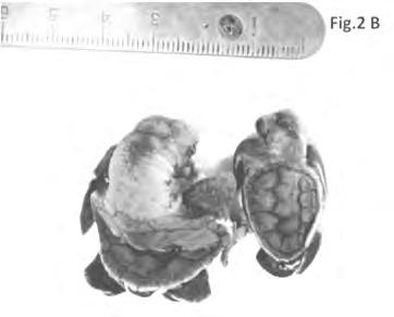 to those reports taken from other nesting colonies of Caretta caretta (0.036 % from Blanck & Sawyer, 1981), for the sea turtle Chelonia mydas (0.