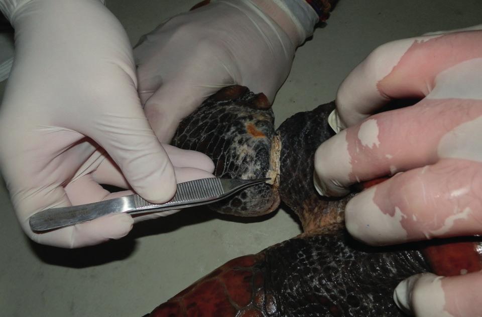 In the picture, a hook has perforated the lower mandibular area of a loggerhead turtle.