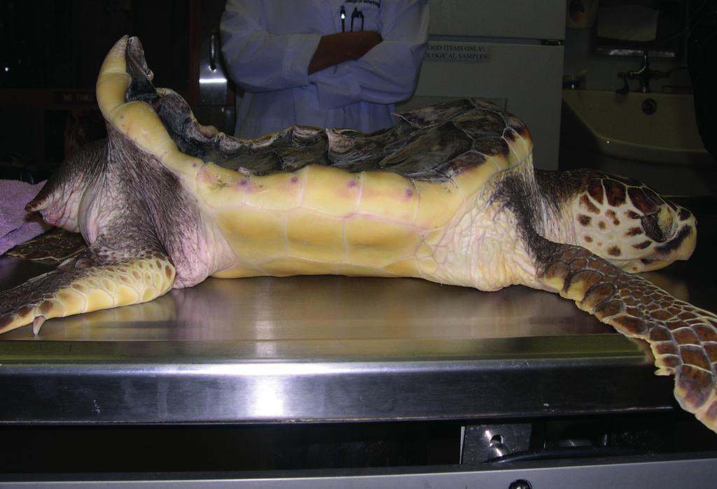 Fig. 3. A captive-reared two-year-old loggerhead turtle with increased size and deformed growth due to excessive feeding. Floating was so abnormal that the animal had to be euthanased.