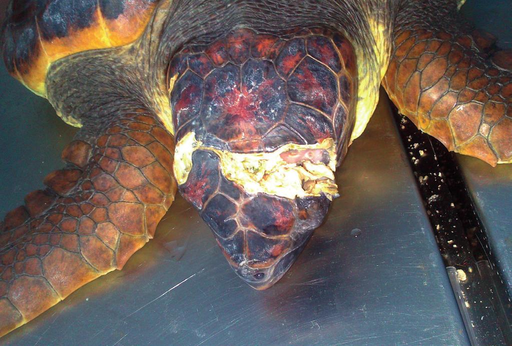 Fig. 4. Severe trauma with skull fracture and damage to the right eye in a loggerhead turtle. The brain was exposed and the wound characteristics were indicative of some chronicity.