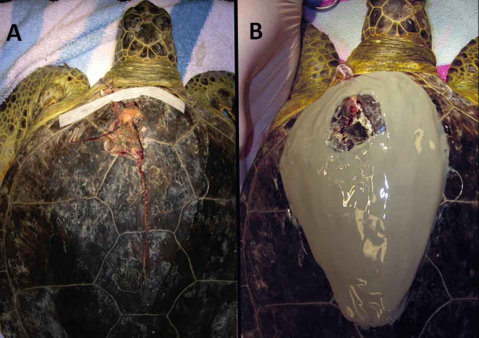 4, sea turtles rarely present with fresh trauma. Fig. 6. A.