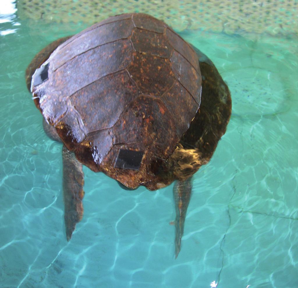 Fig. 8. Adult loggerhead turtle with a chronic buoyancy problem. If the problem is not resolved, these animals cannot be returned to the ocean.