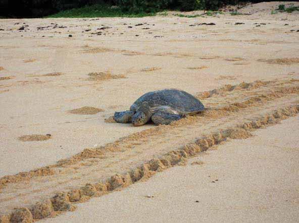 1.5m Green turtle returning to the sea after