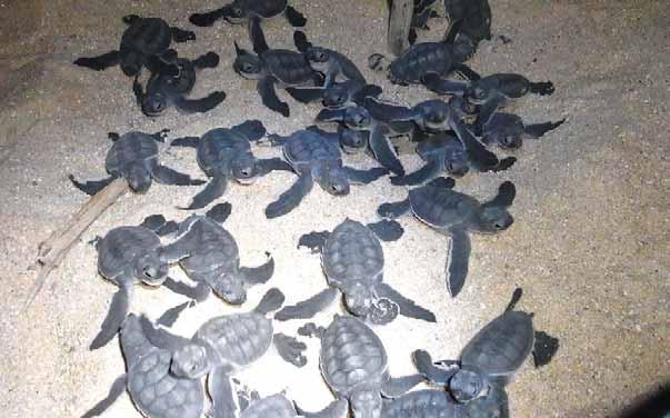 24 2 29 5 Turtle hatchlings crawl out of