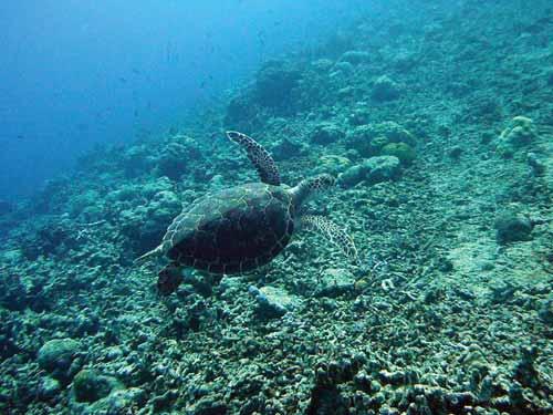 24 36 35cm 40 35 25cm 20 40 80 90 Juvenile green turtle swimming in coastal water.