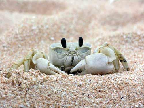 2 2 60 70 3 50 Ghost crab is one of the
