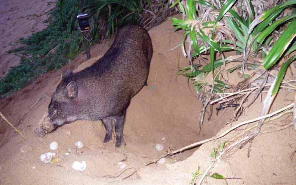 1.5m Ryukyu boars feeding on sea turtle eggs. Islands are scarce in food source.