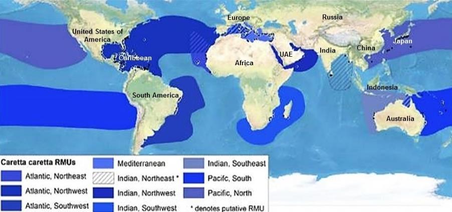 Table 4: Estimated sizes of the 10 loggerhead turtle RMUs (Casale & Tucker, 2017) REGIONAL MANAGEMENT UNIT (RMU) NESTS PER YEAR Northwest Atlantic Ocean 83,717 North Indian Ocean 70,000 Northeast