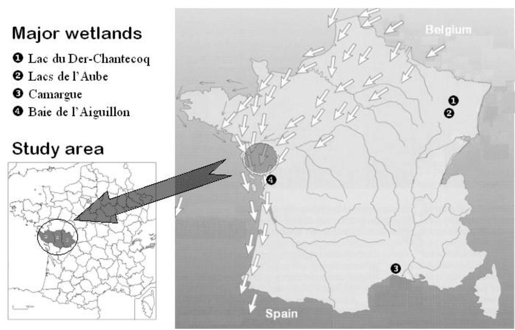 Timing of Greylag Goose migration over France 145 chronology of Greylag Goose spring migration over western France, by testing trends in the date on which the first migratory flights were observed,