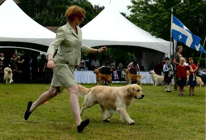 Owner/Handler Shelly Blom & Winter In early 2008, the GRCC Board updated and clarified the requirements for the Nan Gordon Memorial Trophy.